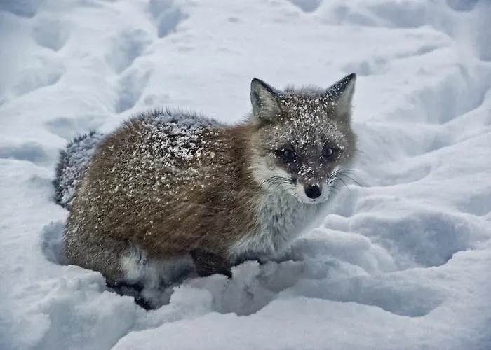 Casinhas em Hokkaido