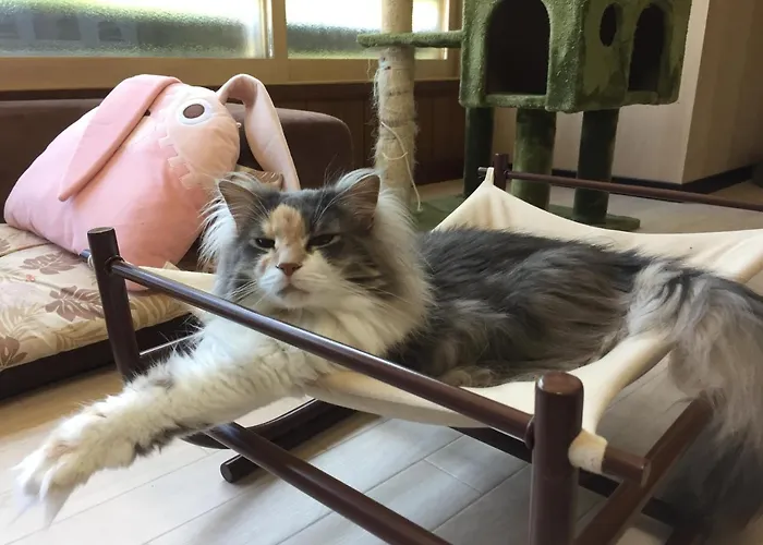 猫cafe宿 くーちゃんの家 小樽市